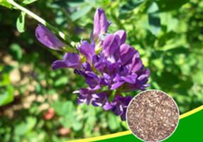 紫花苜蓿草种（点击图片见详情）